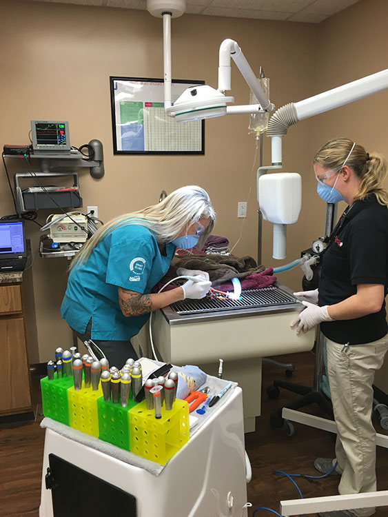 A vet performing a dental exam on a patient while assisted by a vet tech