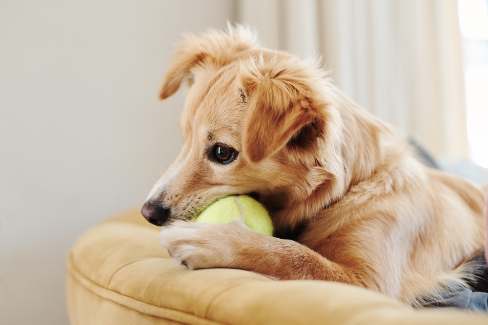 Why is my dog acting out? A Pet Behaviorist Guide to Understanding and Solutions